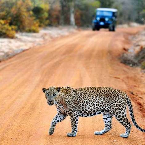 Yala-National-park-Sri-Lanka-6